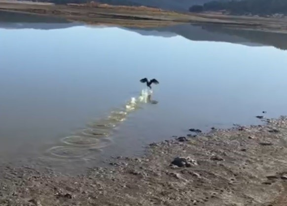 Yorgun düşen göçmen kuş, tekrar doğaya salındı 