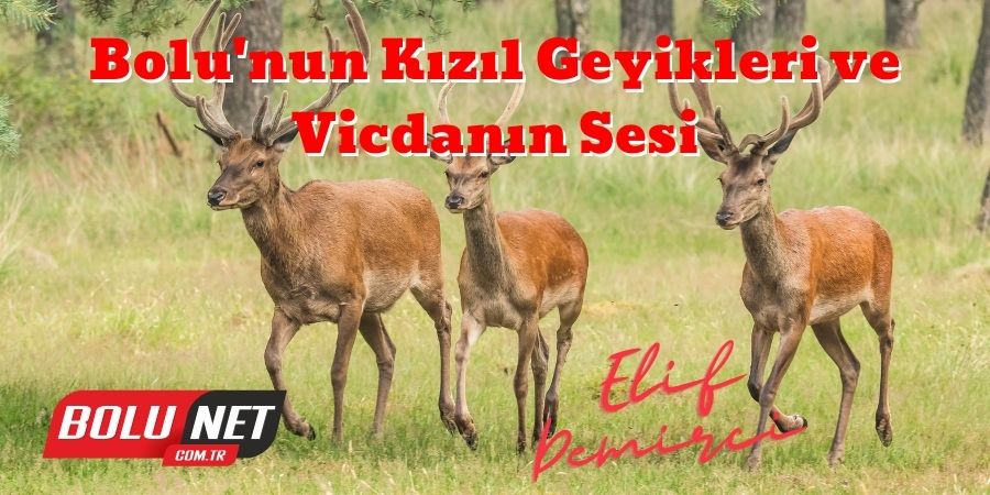 Bolu'nun Kızıl Geyikleri ve Vicdanın Sesi